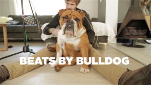 bulldog